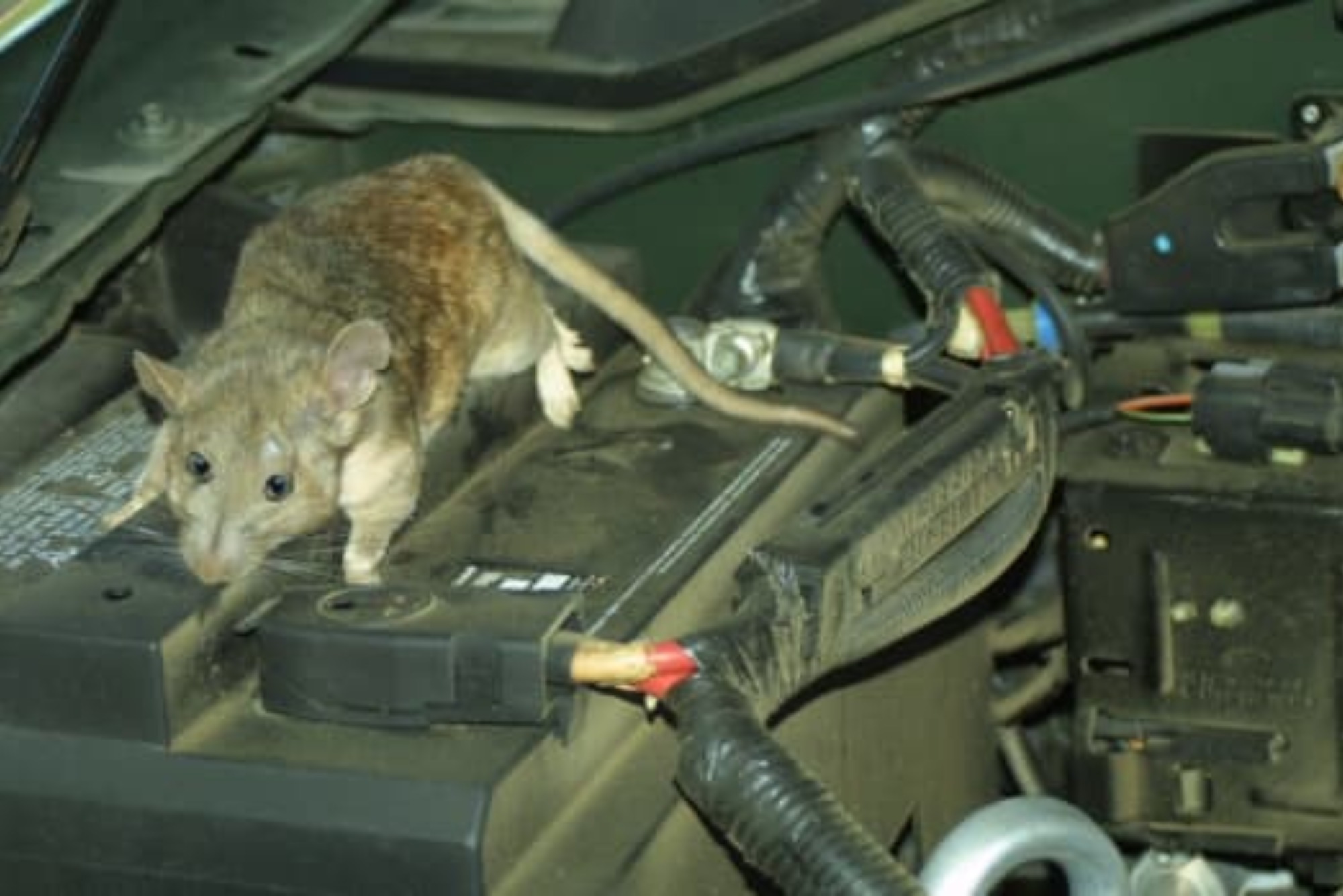 How to Avoid Rats in Car Naturally