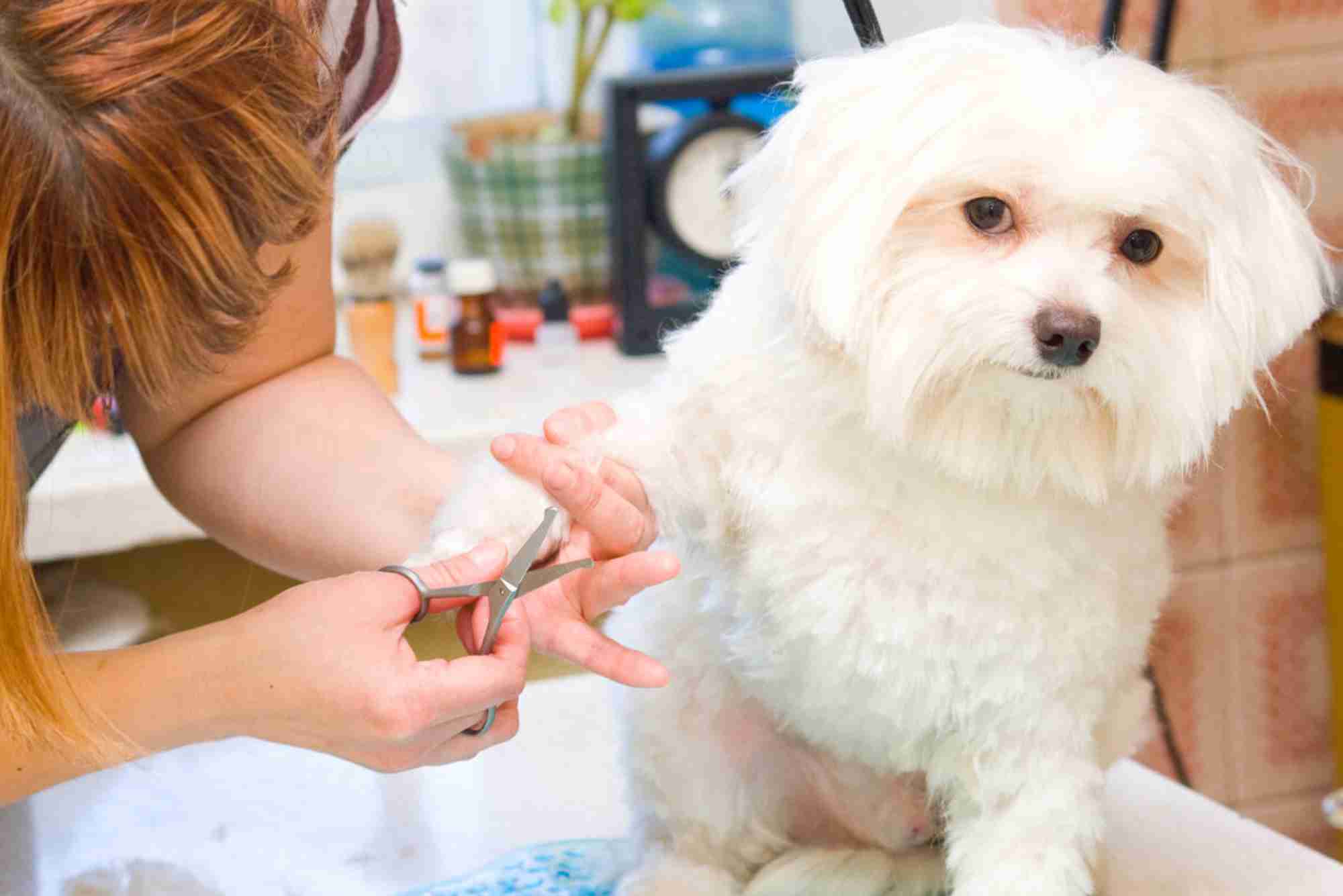 What to Expect from a Mobile Dog Grooming Appointment