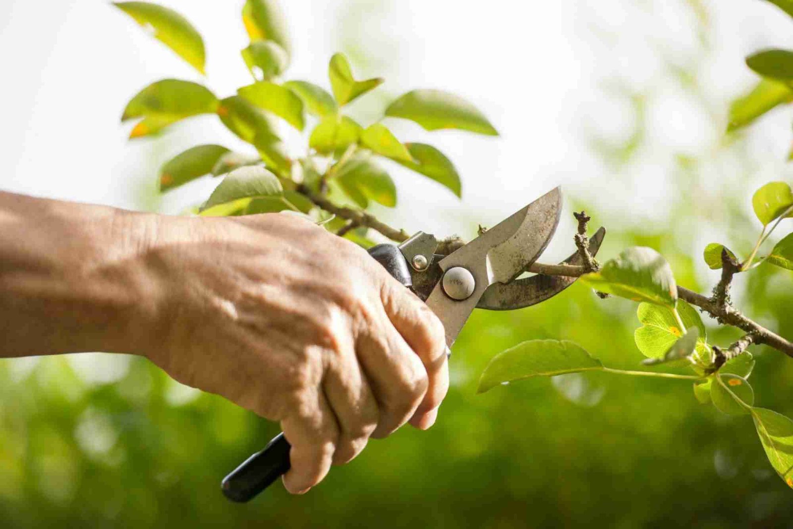Ornamental Pruning in Cook County, IL